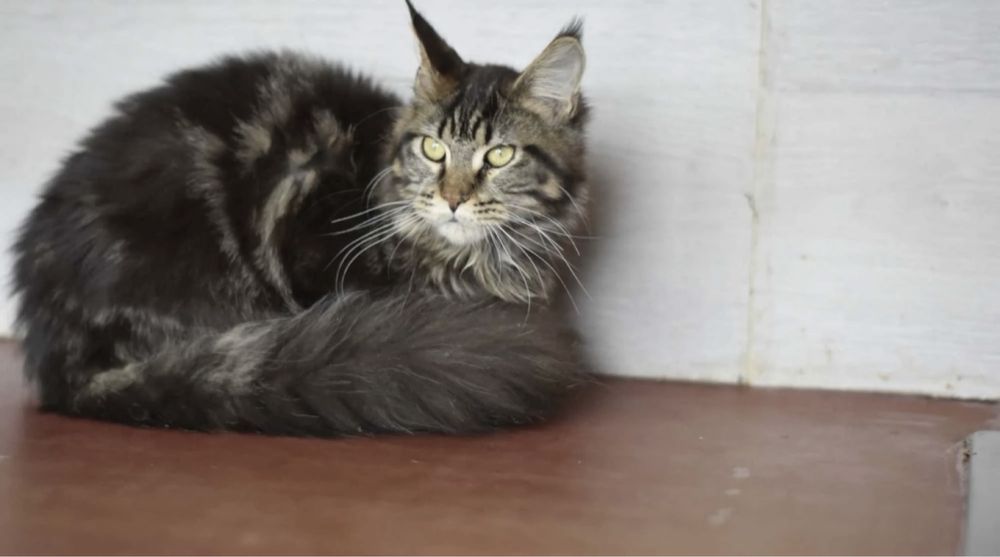 Мейн Кун котята пушистые