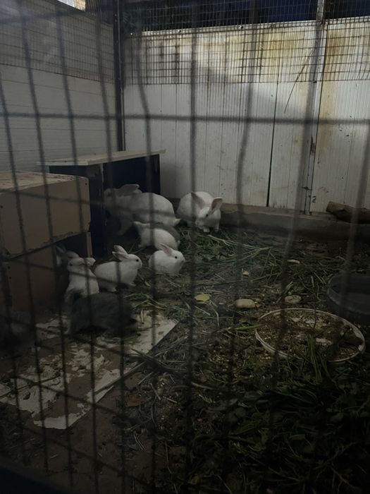 Продам кролики домашни