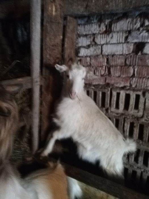 Capre gestante plus un țap tânăr.