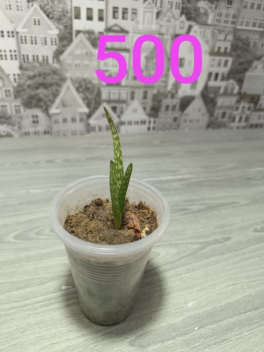 Комнатные растения