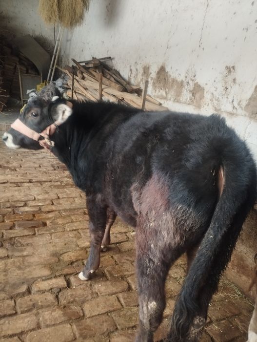 Иккита мол сотилади