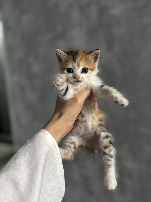 Котенок ищут семью