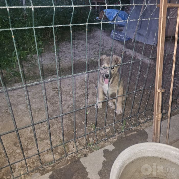 Продаётся щенок алабай малчик 3 месяц