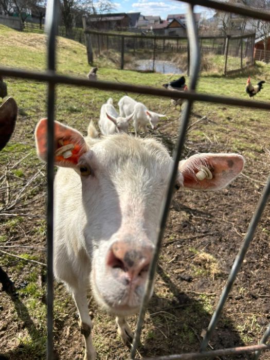 Capra Saanen cu 2 iezi