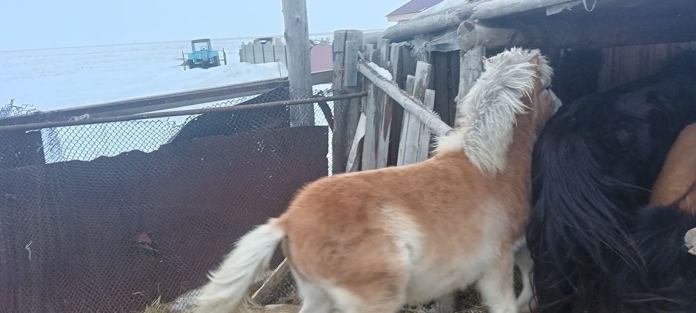 Жеребчик, жабагы 9 месяцев