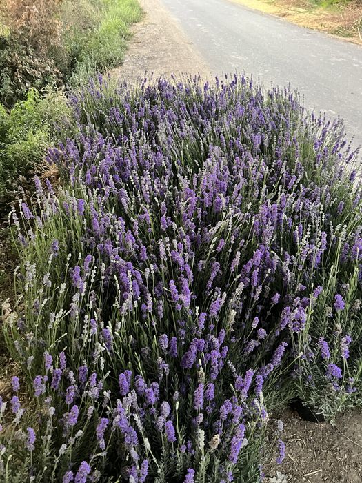 Lavanda gullari fransuskiy
