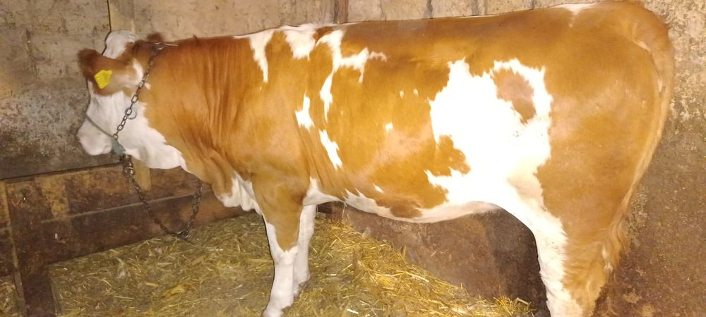 Vând o junincă de 1 an și 5 luni