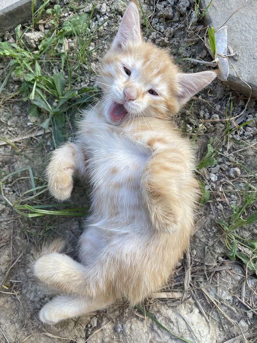 Рыжий котенок мальчик в добрые ручки