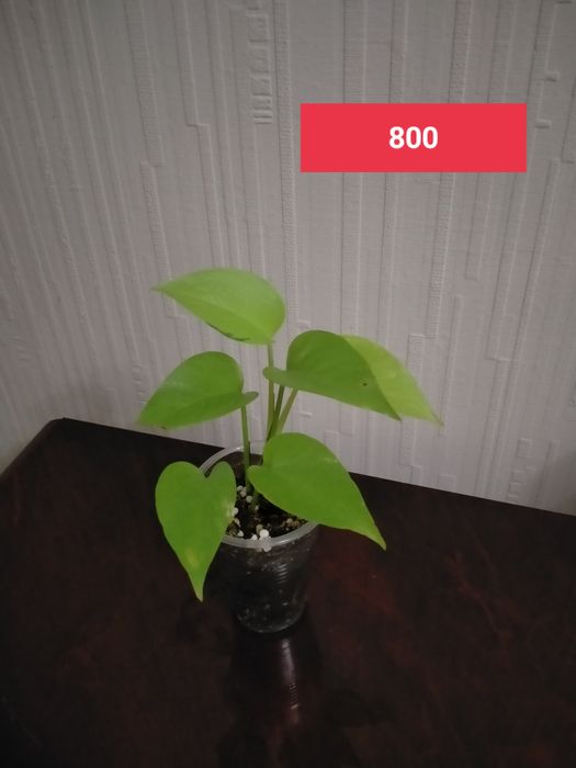 Продам отростки комнатных растений