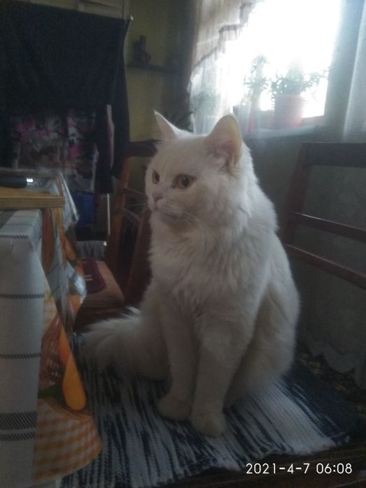 Кот Макс скоттиш страйт на вязку