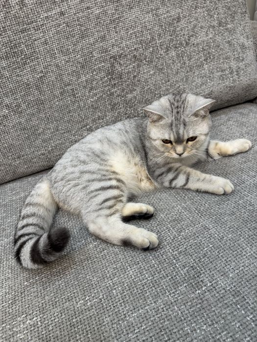 Отдам Шотландскую кошку