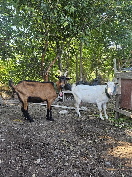 Vand doua capre una corcitura de sannen iar cealaltă ieduta de  Alpin francez
