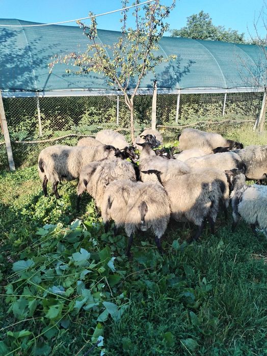 Mielute Romanov gata pentru monta, vârsta 5 luni 0731634515