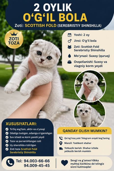 Scottish Fold  serebristiy shinshilla