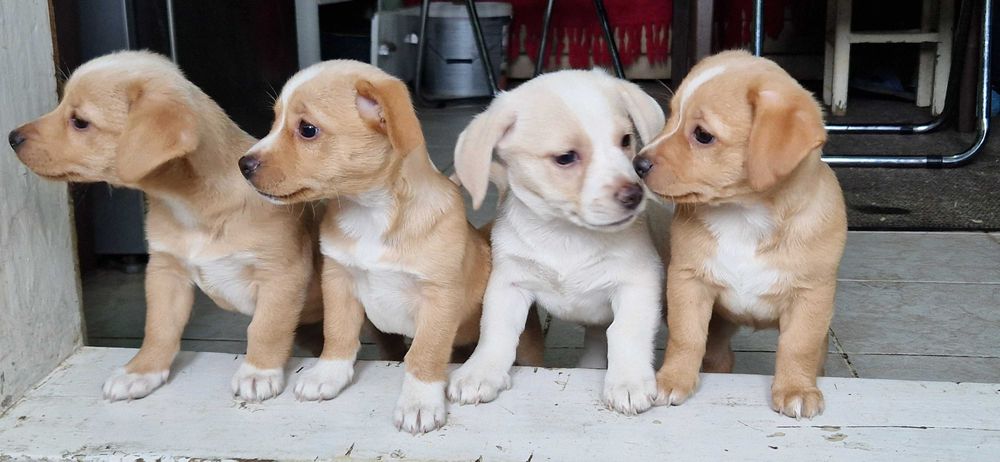 Donație cățeluși de 2 luni