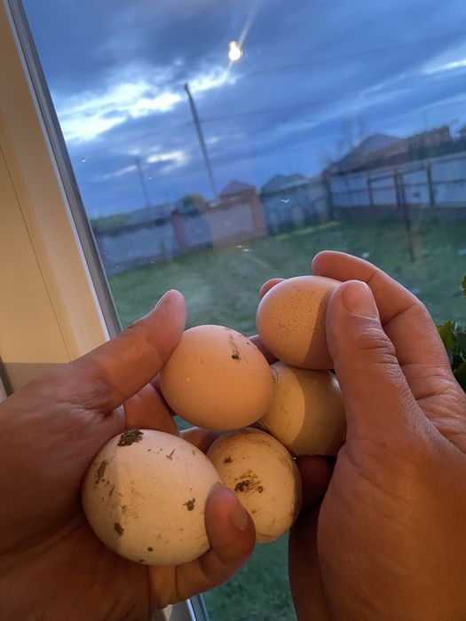 Кучинский куры  продам