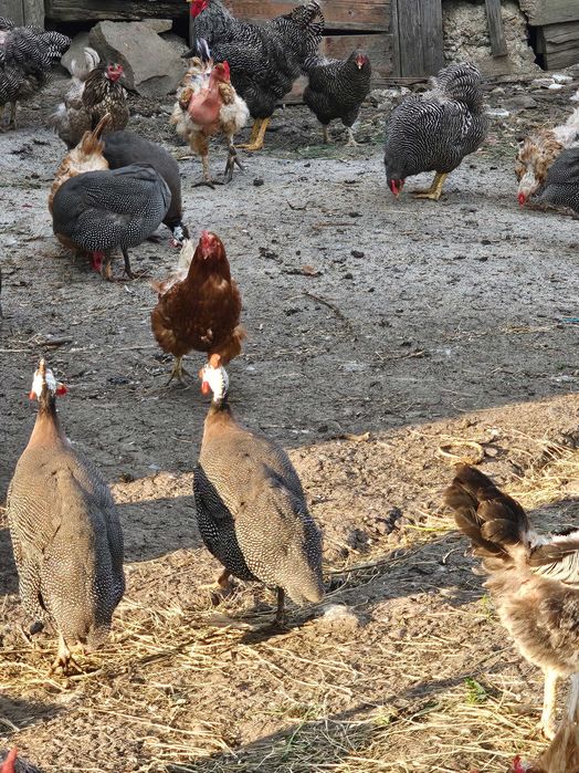 Oua de bibilica disponibile