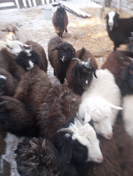 Қошқар мен ешкілер срочно