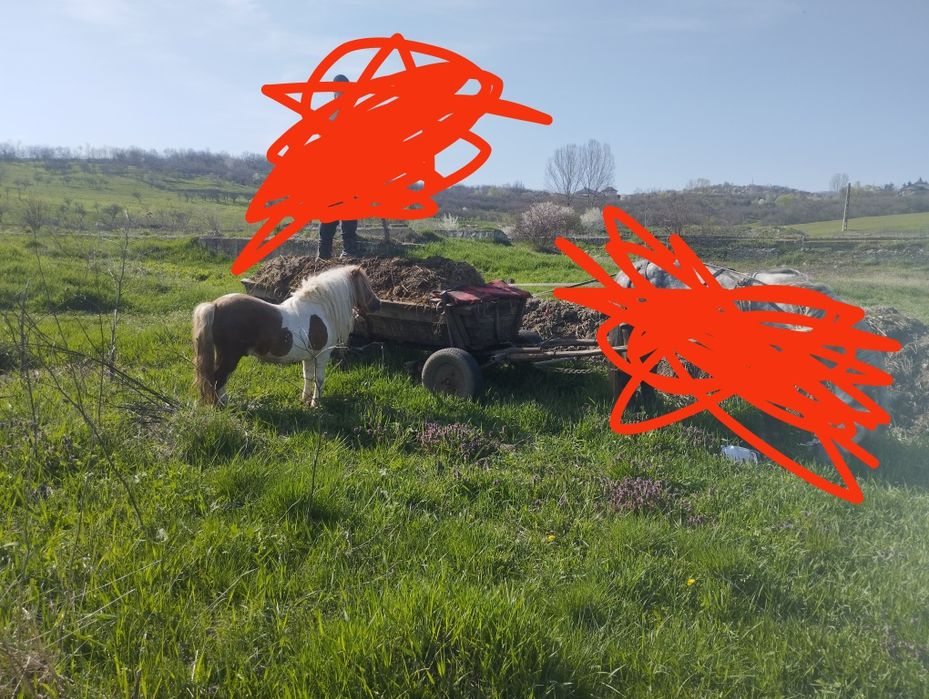Vând ponei armasar