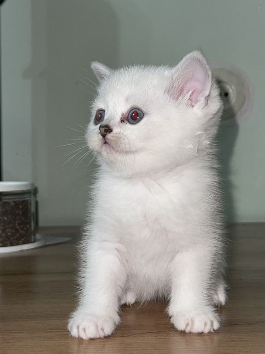 Продается котенки Британский поинт шиншила/ Скоттиш страйт
