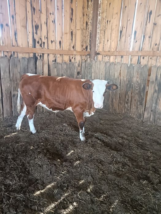 Vand vitei 200-300kg .mai multe informatii la telefon