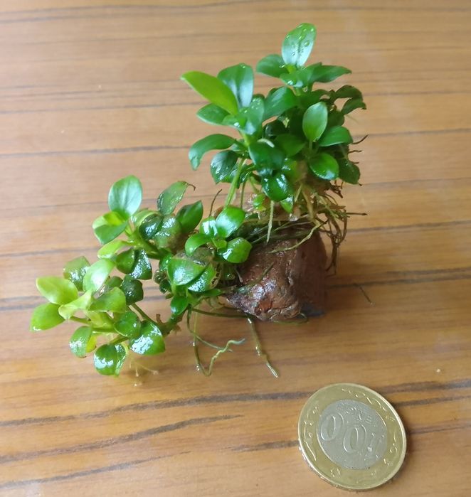 Продаю анубиас бонсай