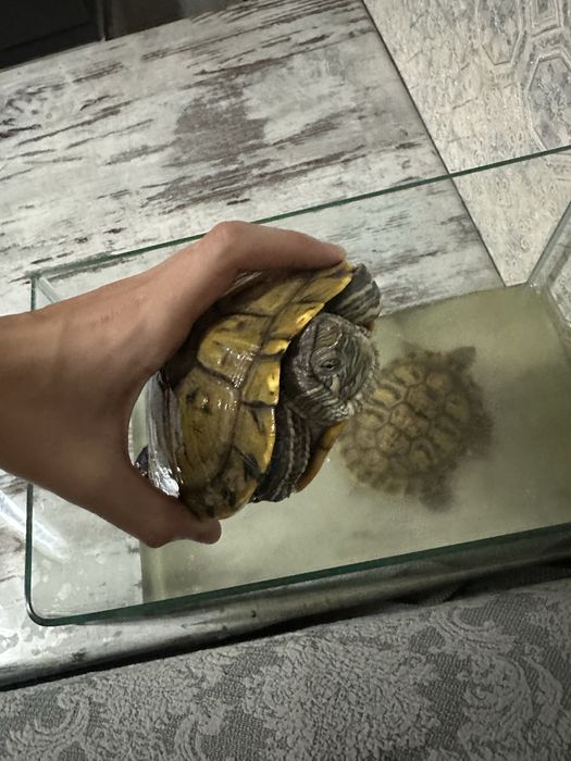 Красноухие Черепахи средний