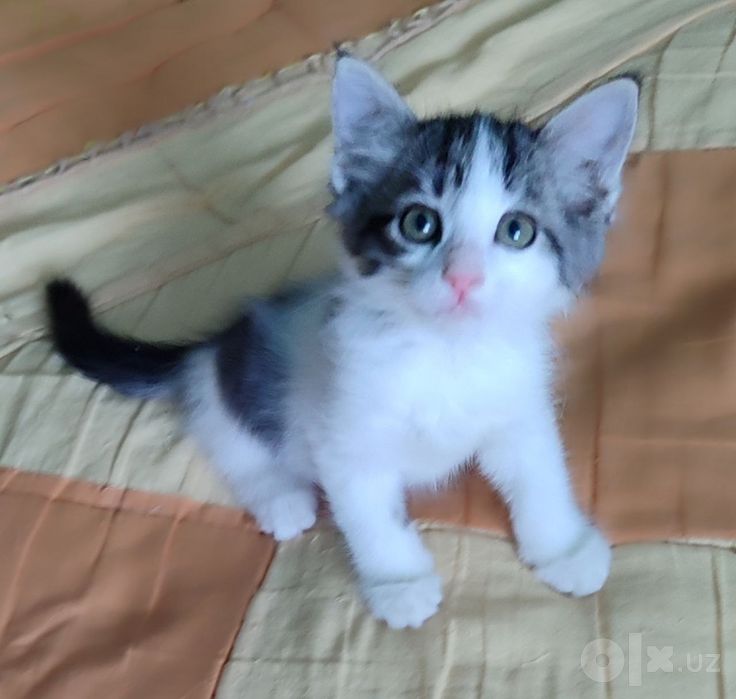Продаем домашних котят