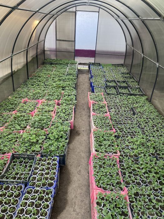 Рассада огурцы помидор