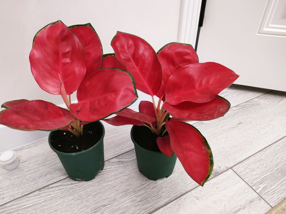 Фикусы. Есть доставка