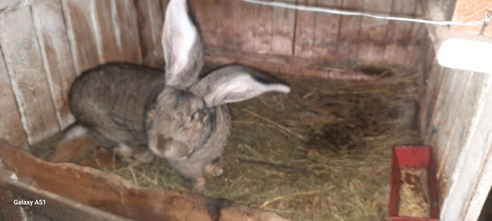 Iepuroi Urias German