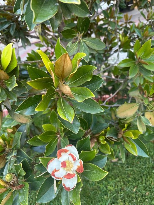 Magnolia ( ispanskiy )