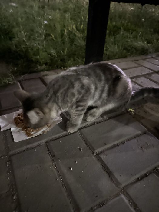 Взрослые ласковые котики в добрые руки!!!