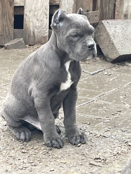 Щенки кане корсо