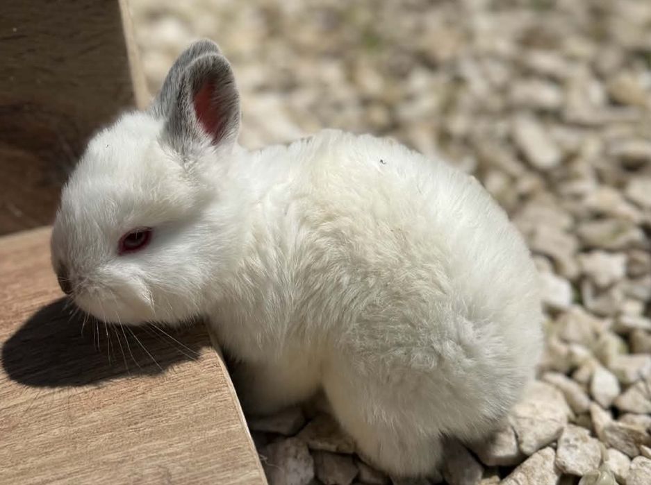 Pui Iepuri California – Vârstă 3 Săptămâni