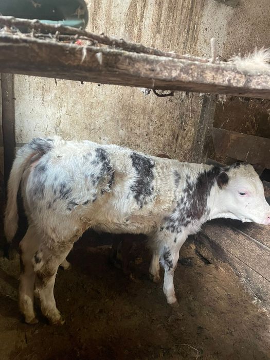 Vand  vitica belgiana