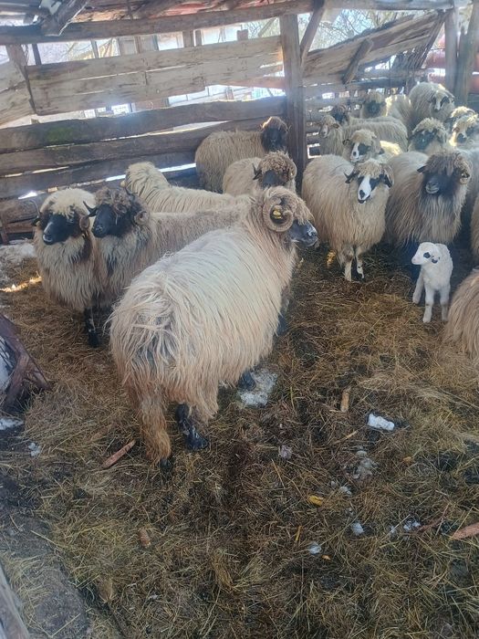 Vând oi bune de tinut