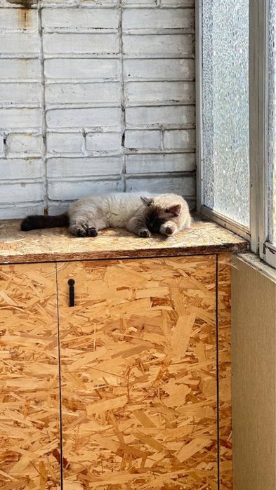 Отдам бесплатно кота 5 лет