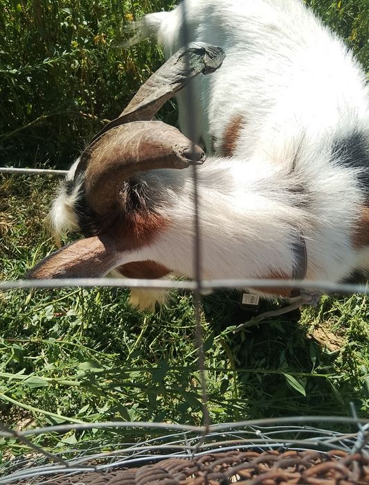 Țap 1 an vând urgent