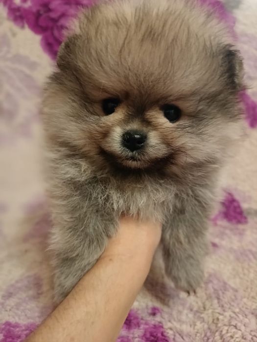 Щпицы рыжего окраса