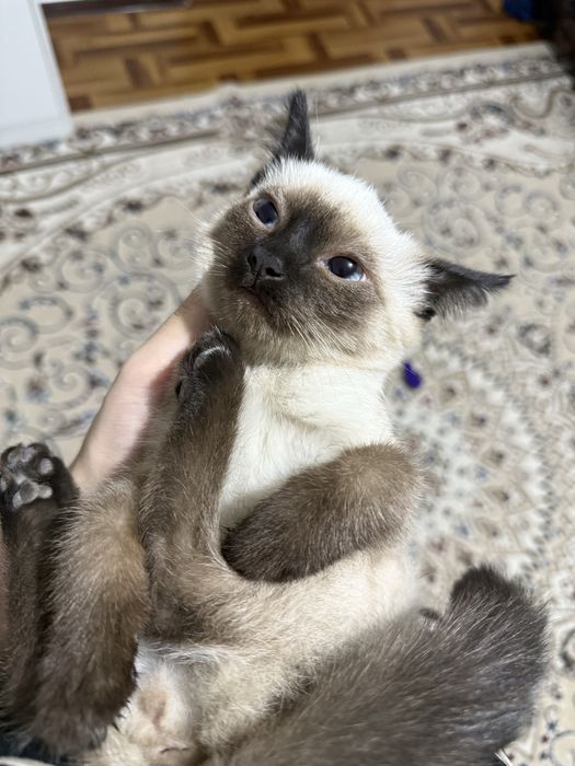 Сиамские котята продается
