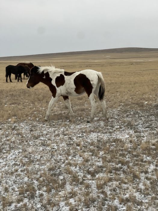 .Жабағы тяж