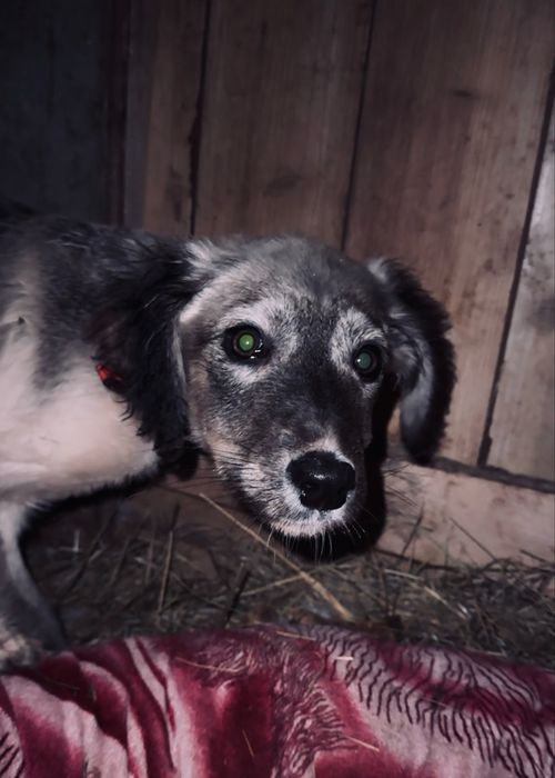 Ургашы тазы кушик сатылады