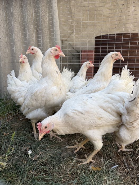 Молодые несушки Коралл