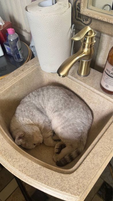 Mushuk sotiladi shinshila