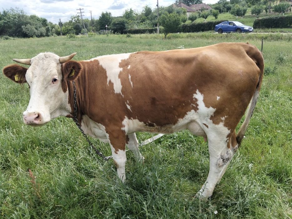 Vând o vaca la alegere