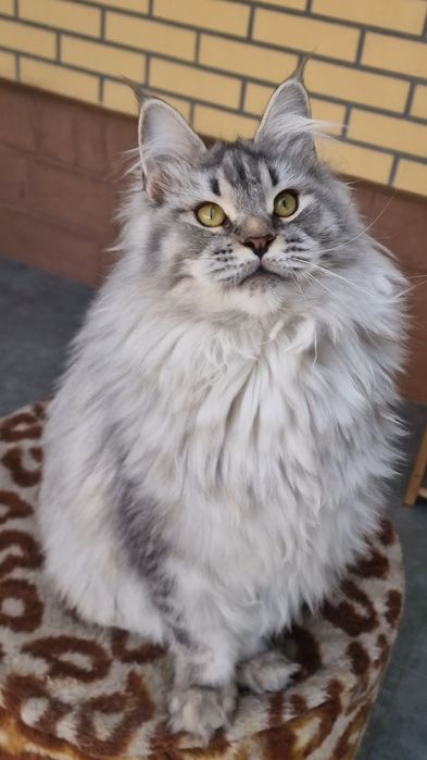 Мейн-кун девочка