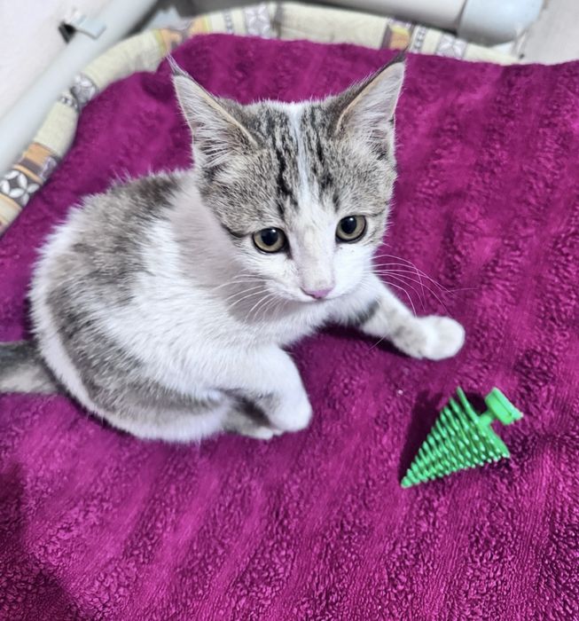 Котёнок в добрые руки