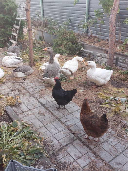 Гуси ,утки  индоутки