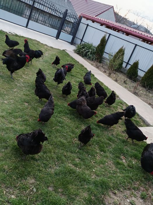 Ouă de australorp negru